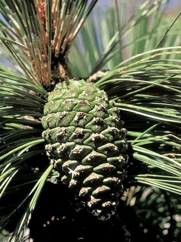 pinus_yec_gr_cone.jpg (453×600)